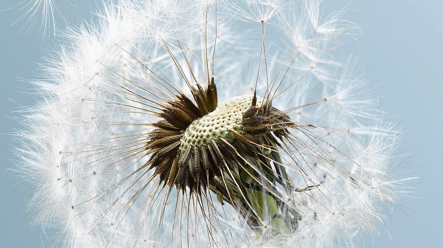 Plant releasing pollen